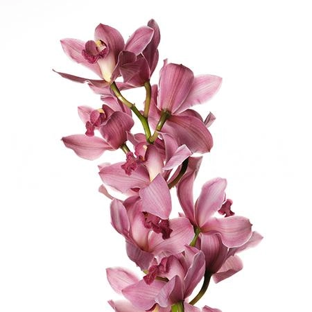 Цимбидиум руби роуз