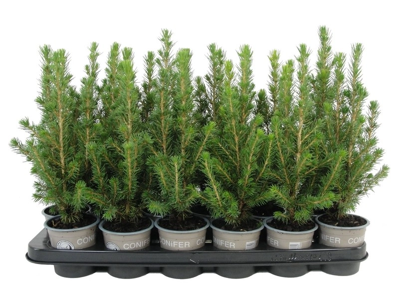 Ель канадская Коника