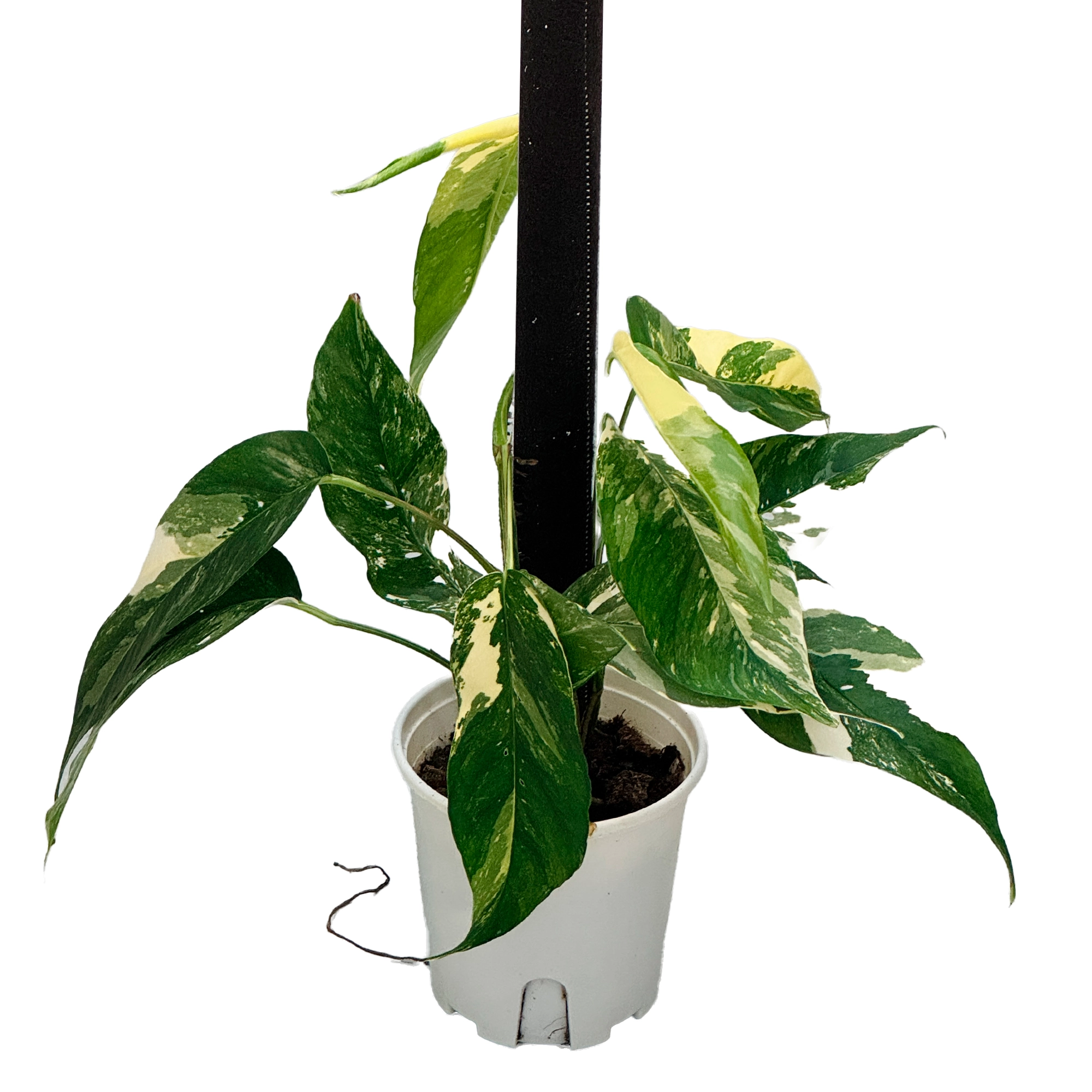 Эпипремнум пиннатум Вариегата