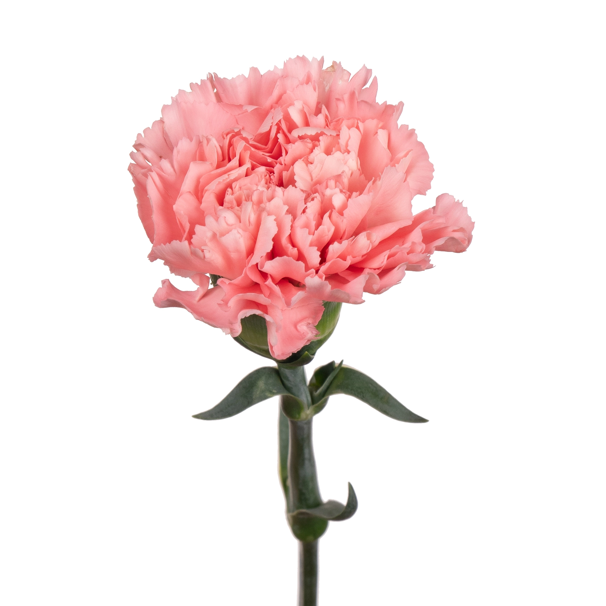 Гвоздика пинк даймонд