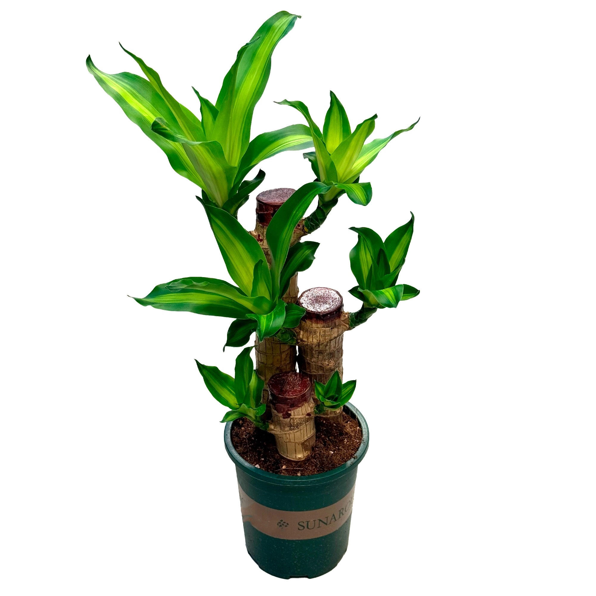 Драцена фрагранс Массанжеана 3 ст