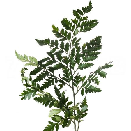 Листья Ледерварен лардж