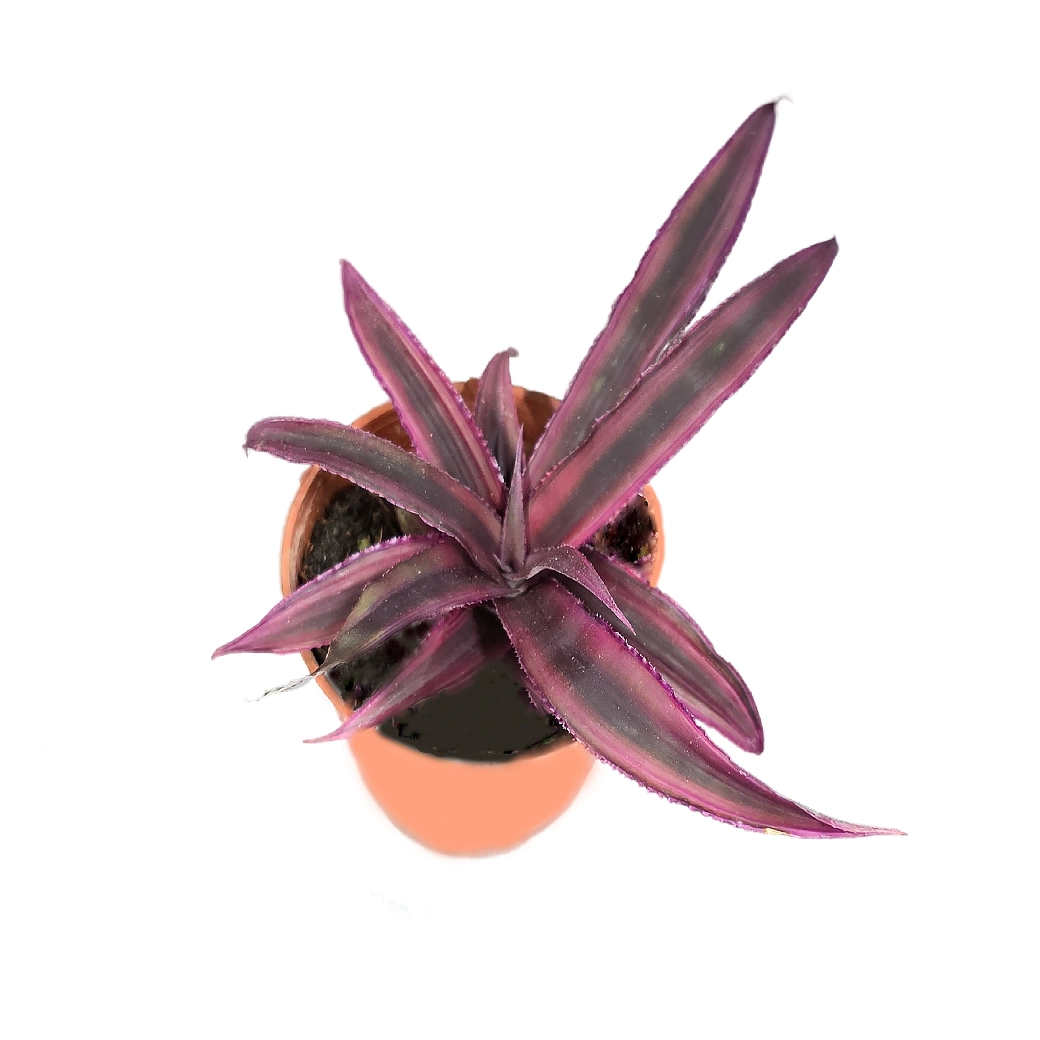 Криптантус красный