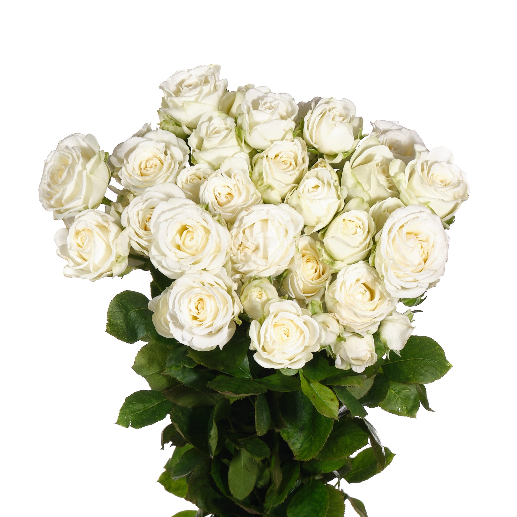 Роза куст мисс бомбастик