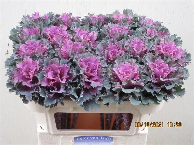 Брассика эмпайер текла