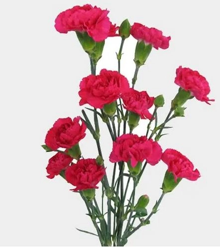 Гвоздика куст пиджеон