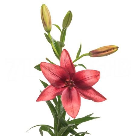 Лилия ла корлеоне