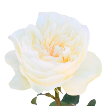 Роза однг аврора гарденс