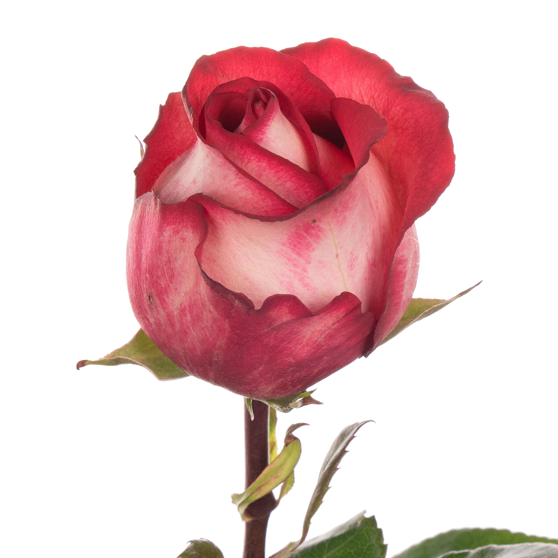 Роза однг игуазу