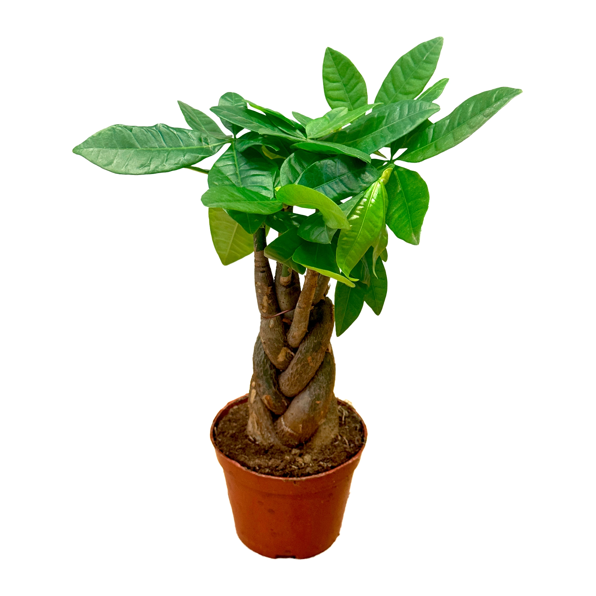 Пахира Акватика спираль