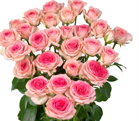 Роза куст тралала