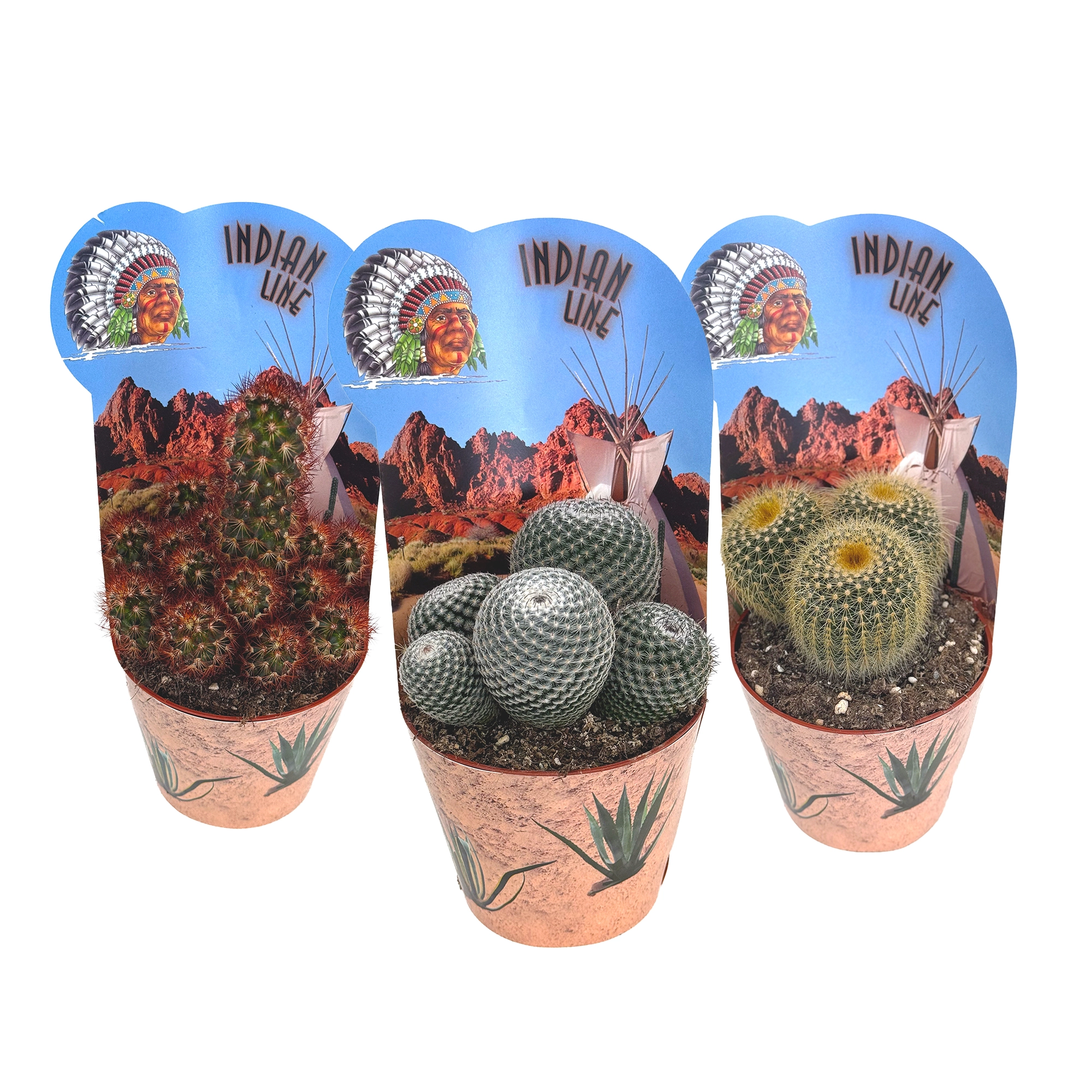 Кактус Микс индиан лайн