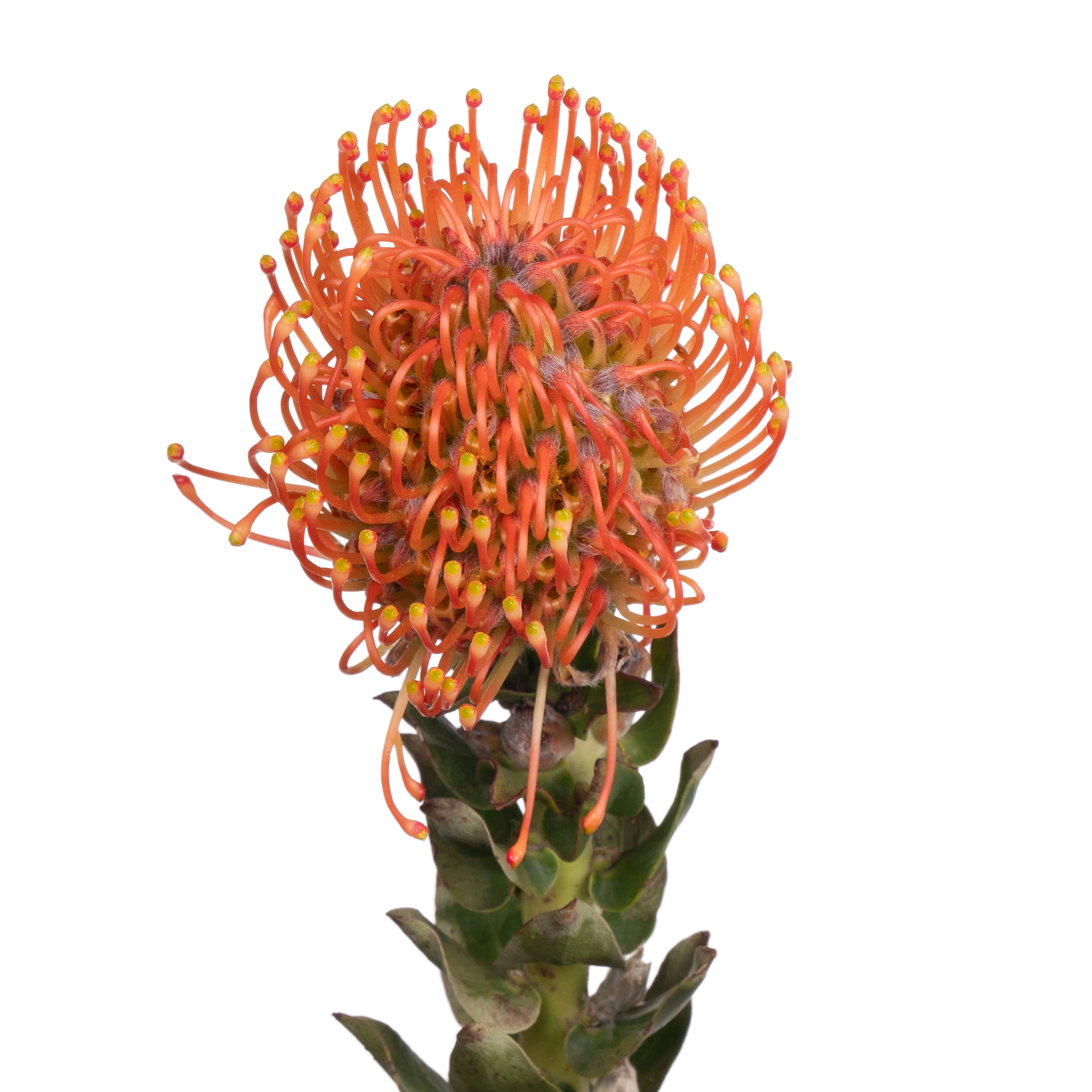 Нутан айоба мандарин зест