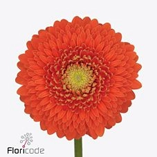 Гербера мини болеро видавида