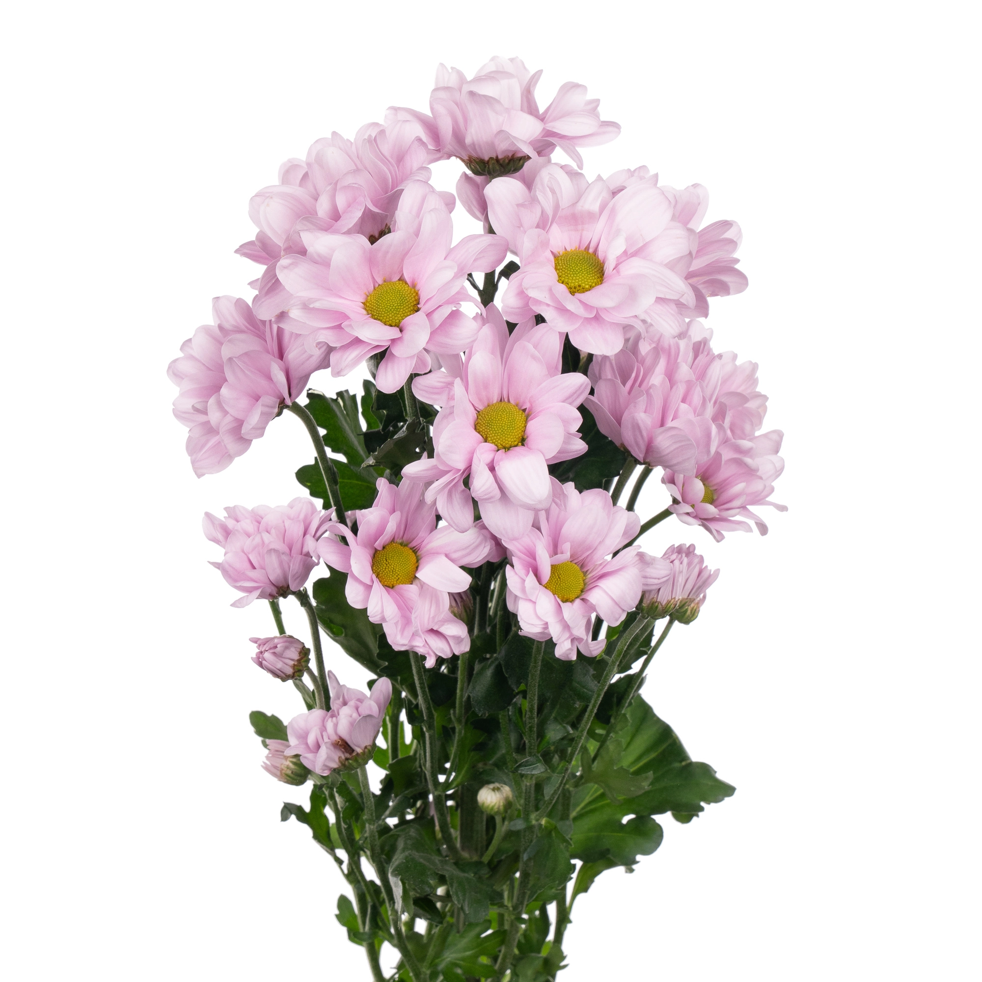 Хризантема куст пресиус