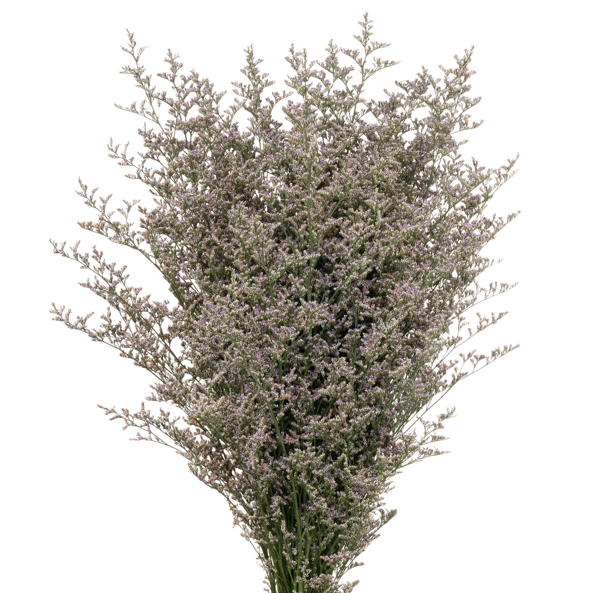 Лимониум лавандовый