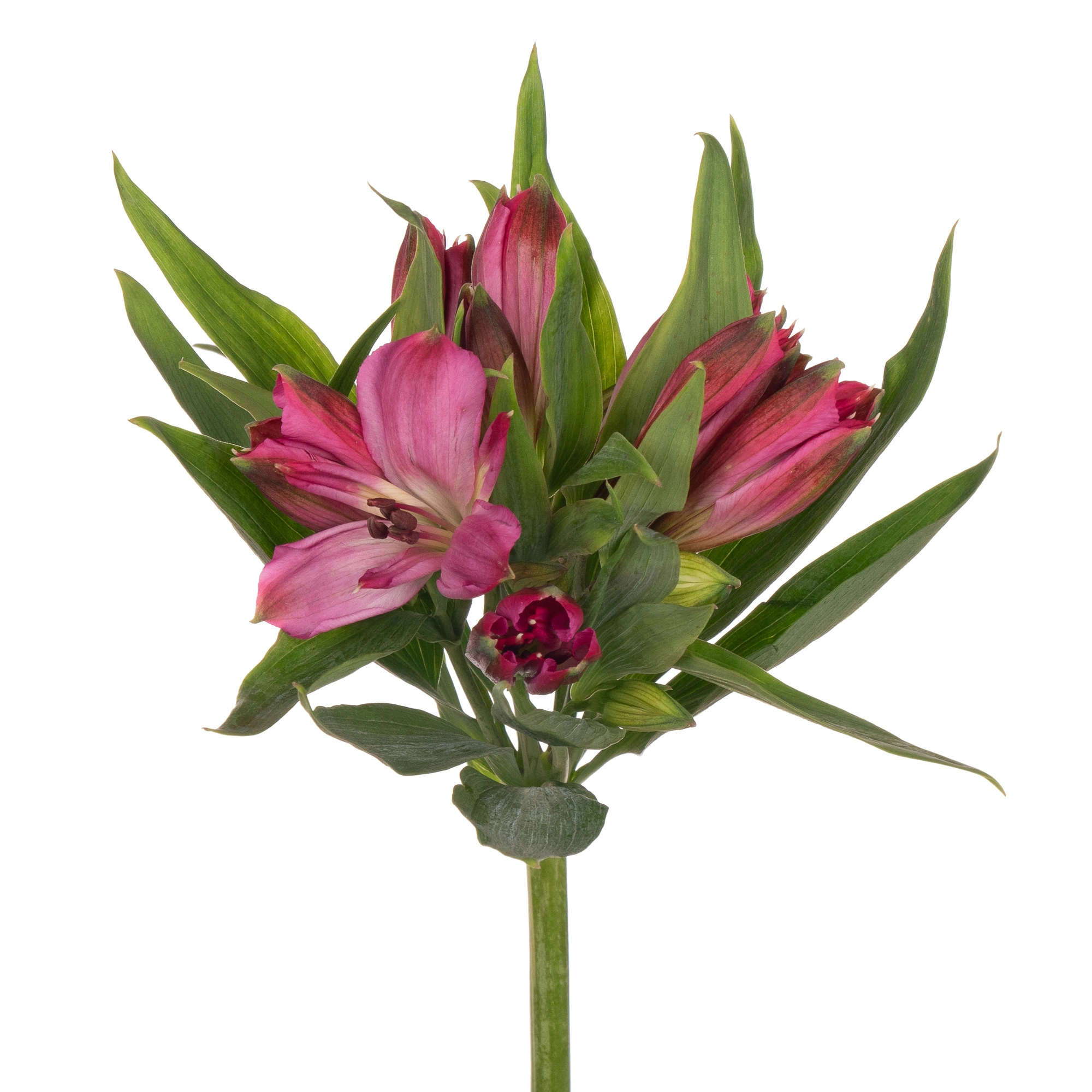 Альстромерия интенз пинк