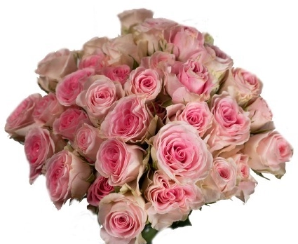 Роза куст гуд муд