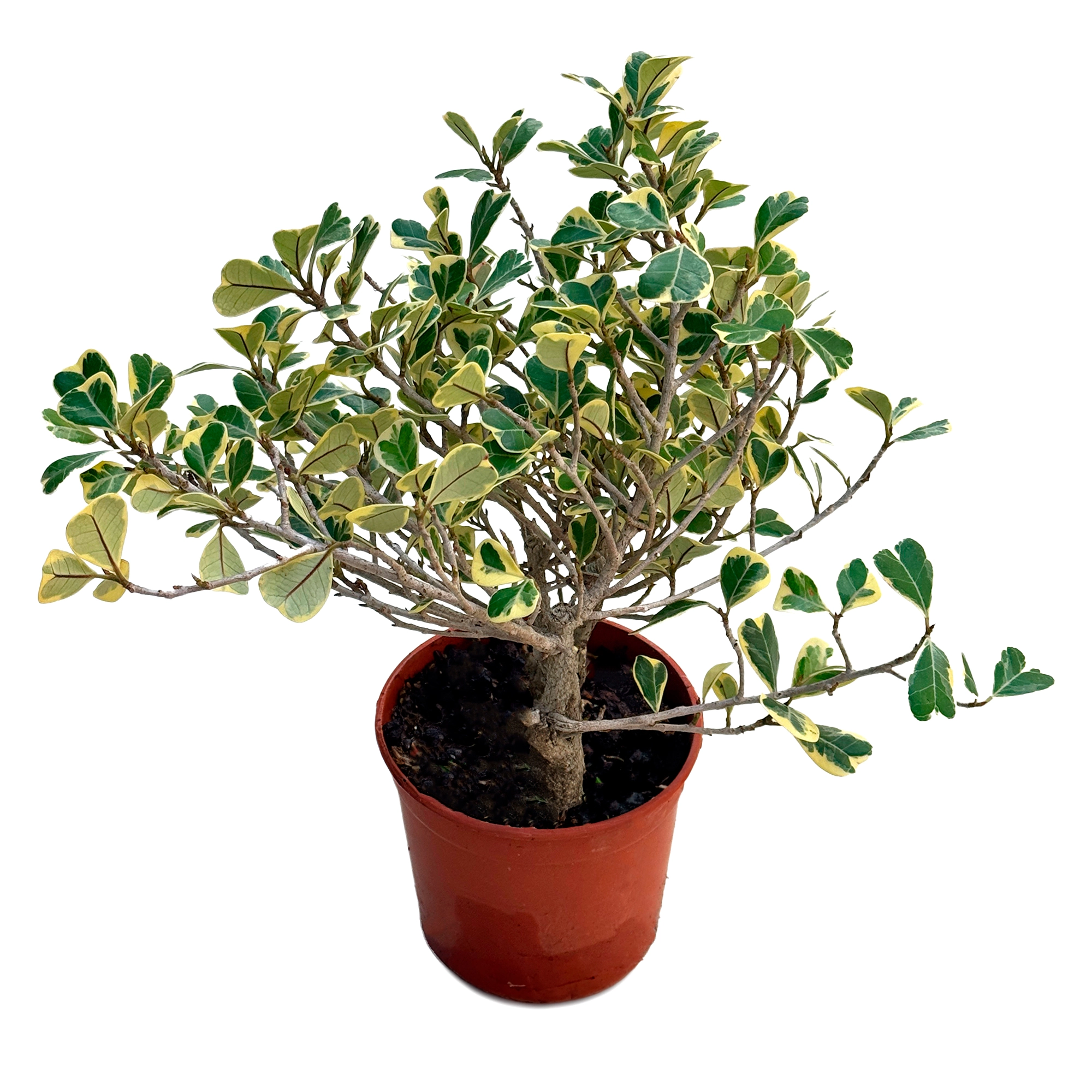 Фикус треугольный Свитхарт