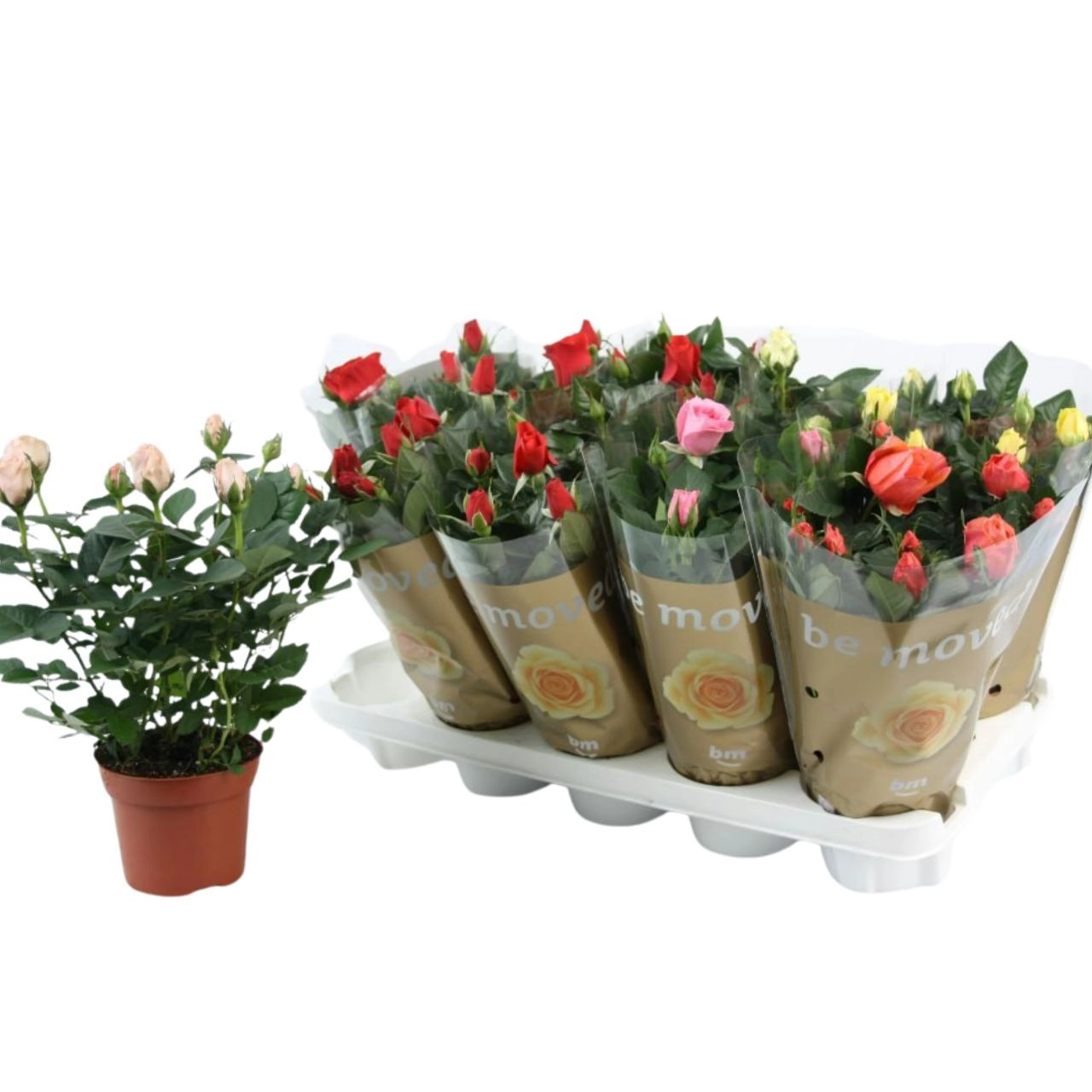 Роза Бью Монди