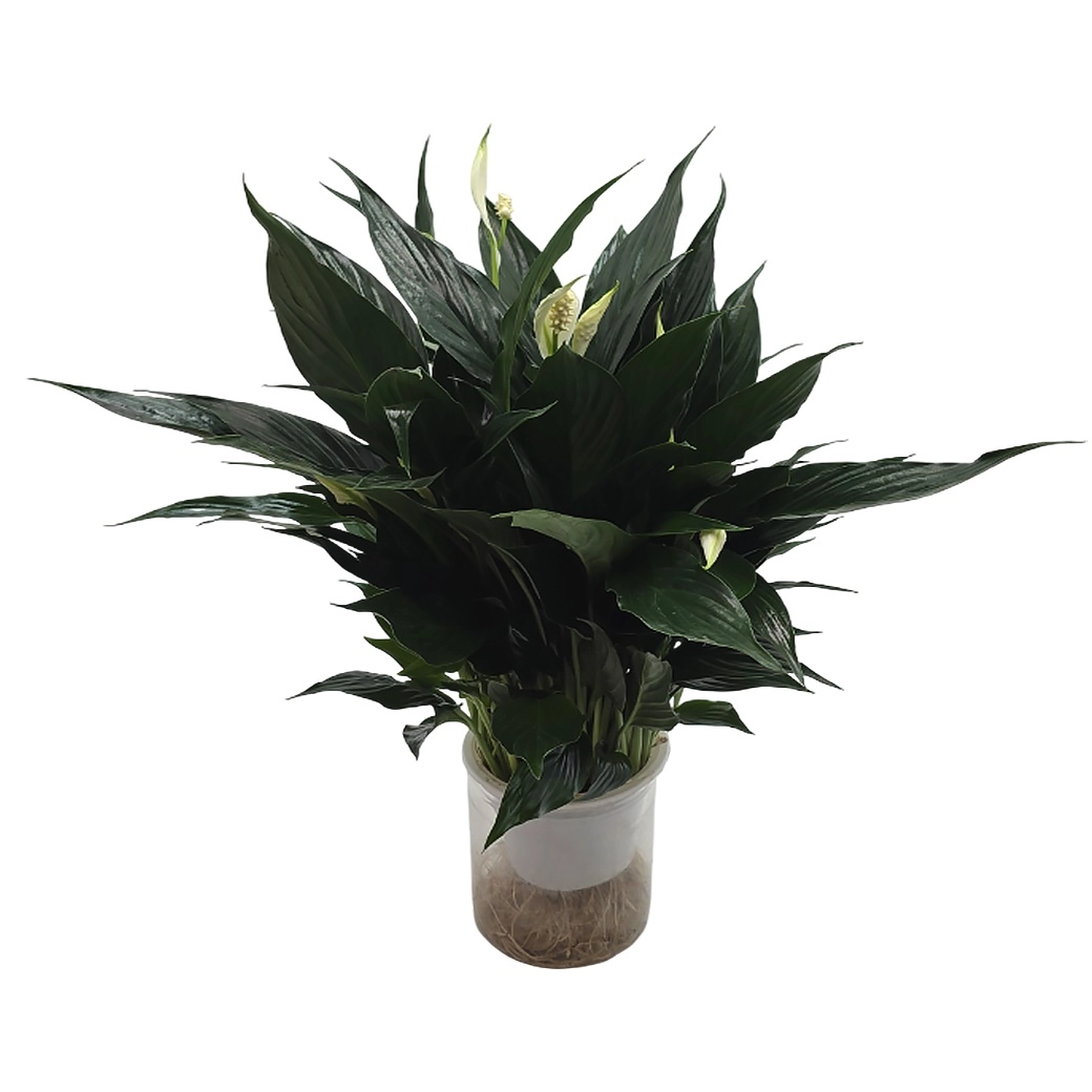 Спатифиллум Блэк на гидропонике