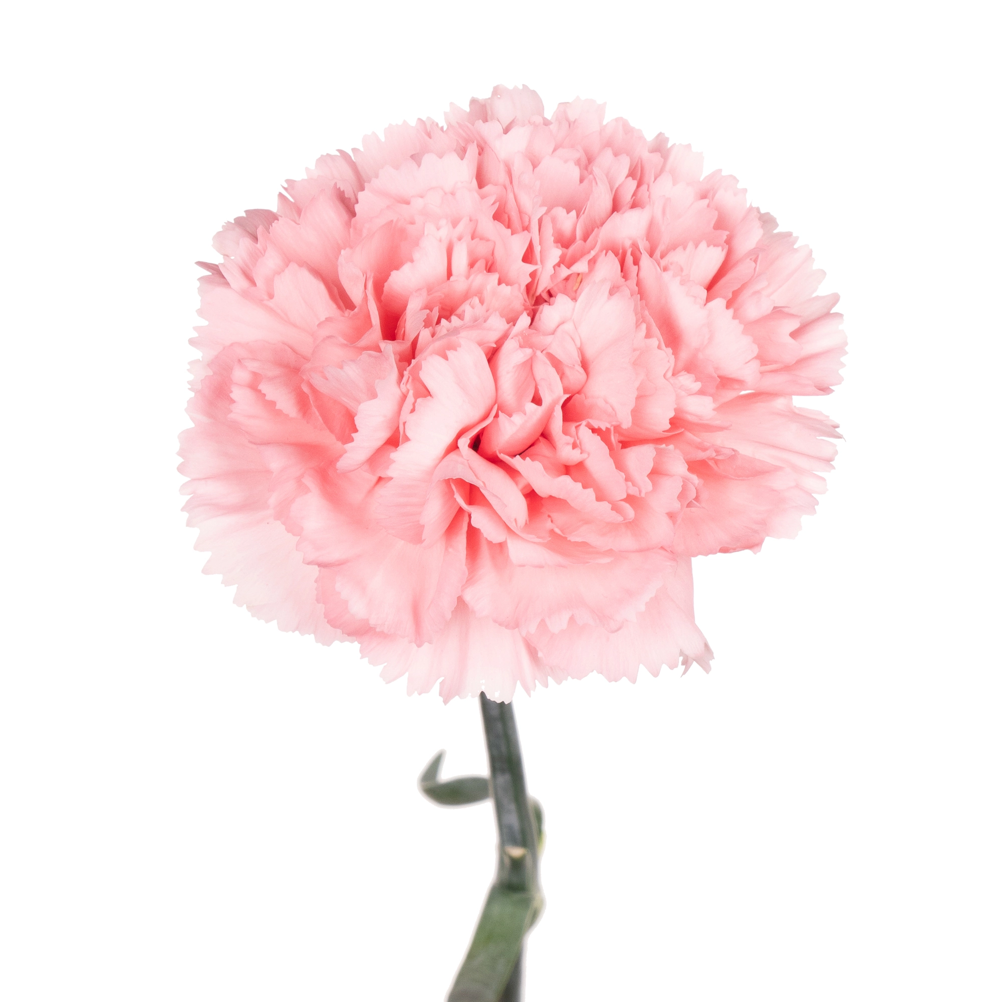 Гвоздика корветт