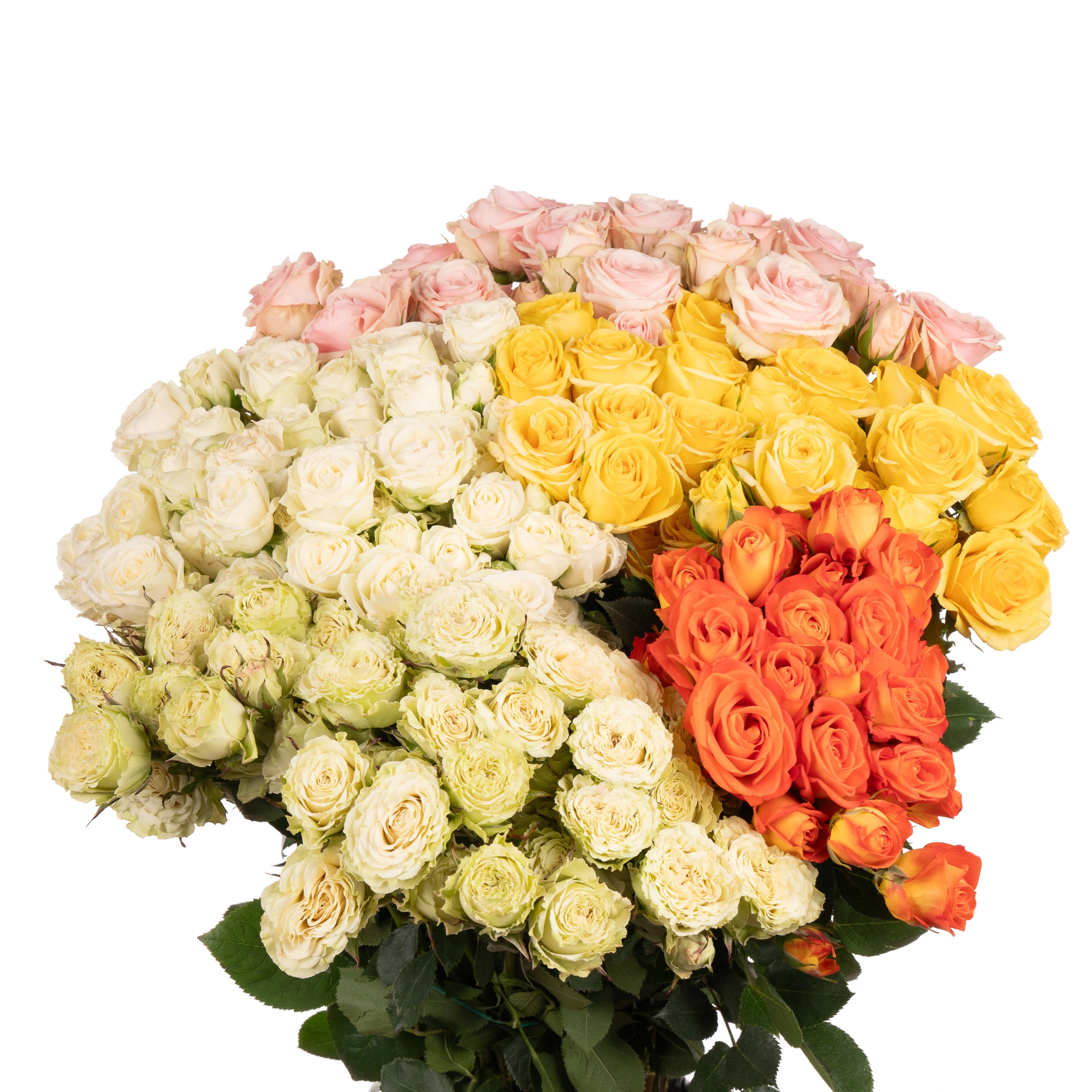 Роза куст микс