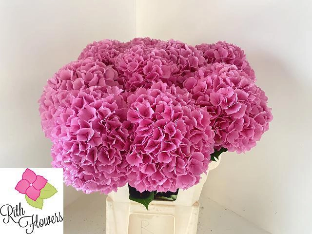 Гидрангия роял салют