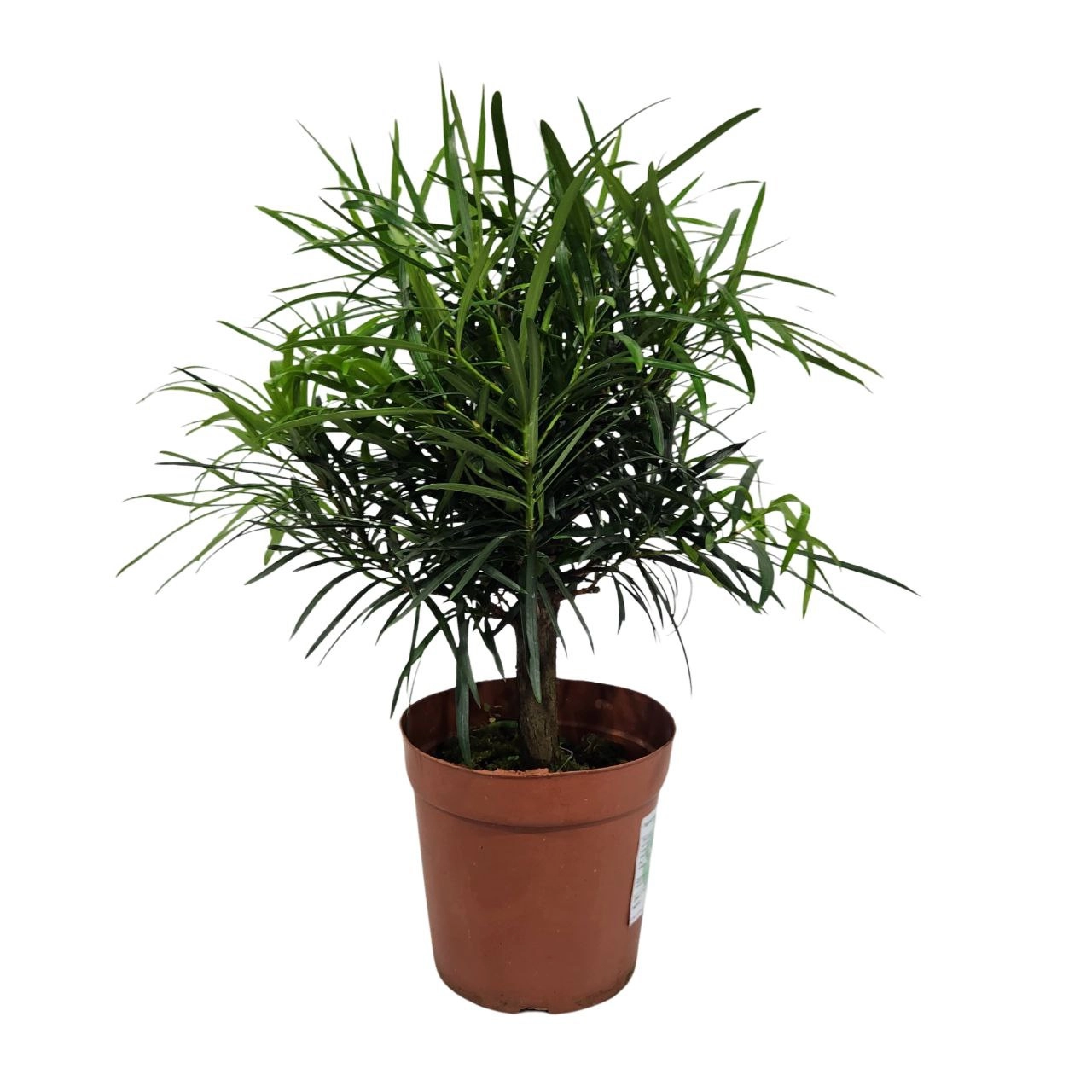 Подокарпус крупнолистный