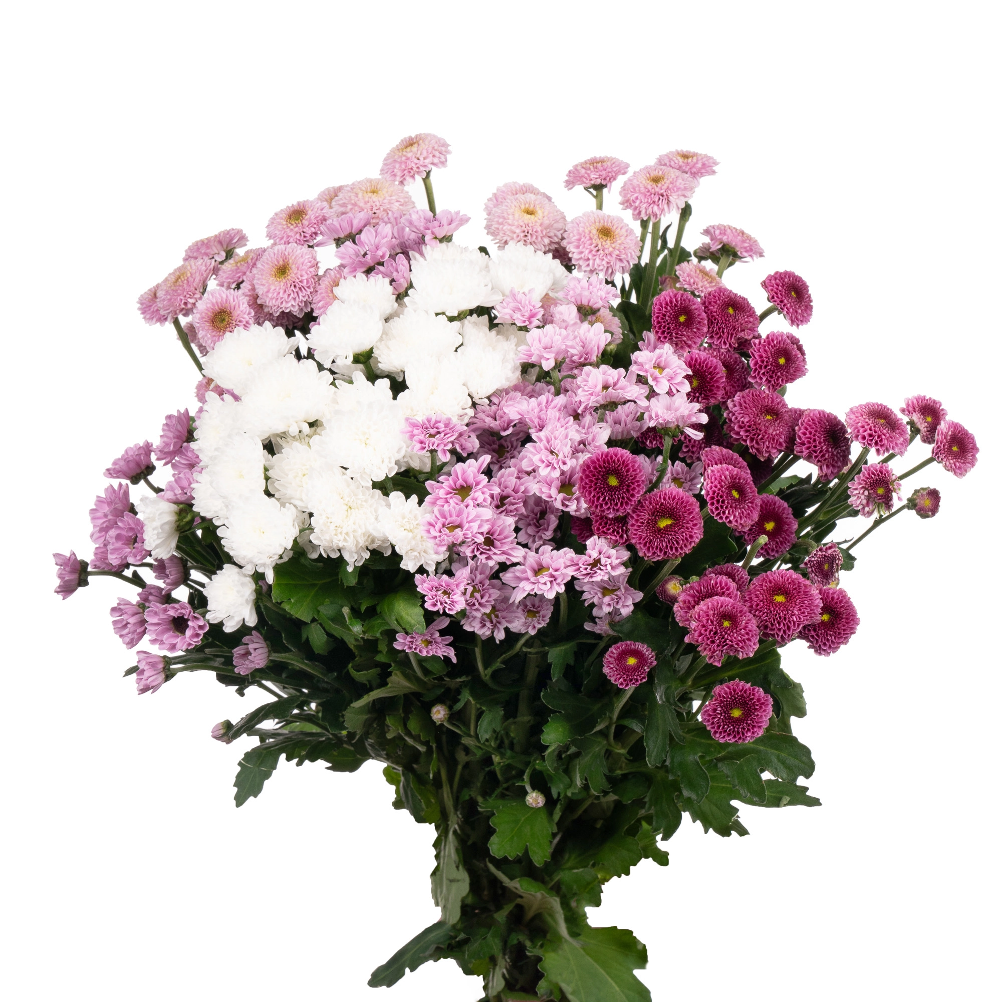 Хризантема са микс свит