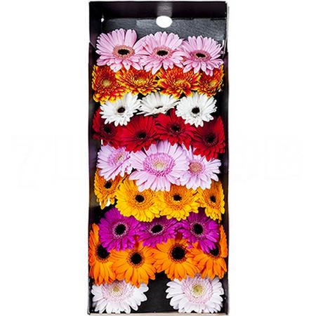 Гербера мини микс