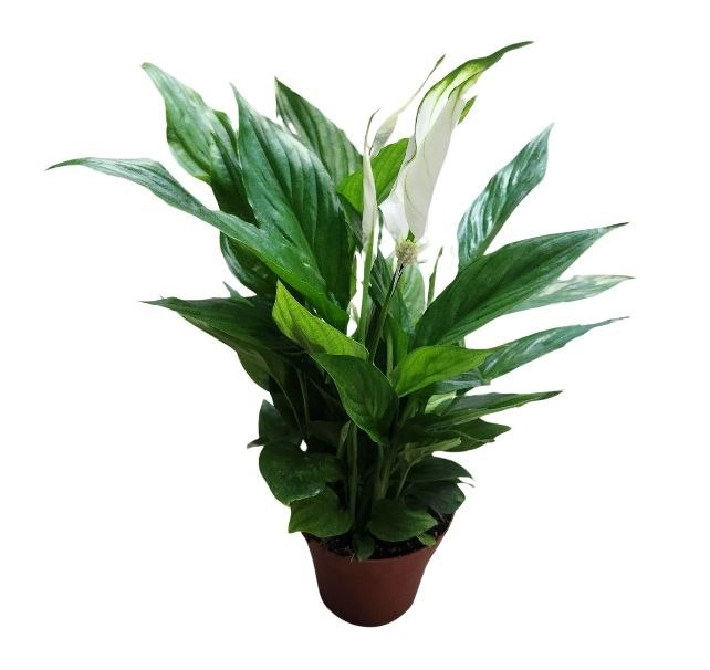 Спатифиллум Алана