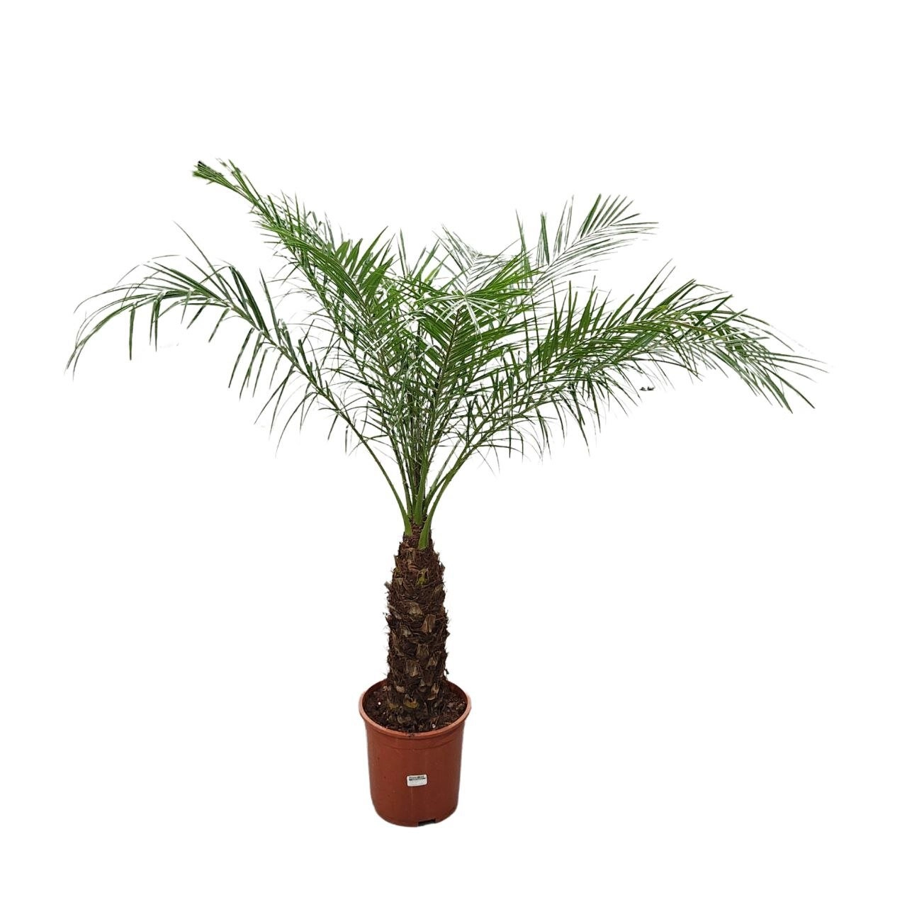 Финик Робелини