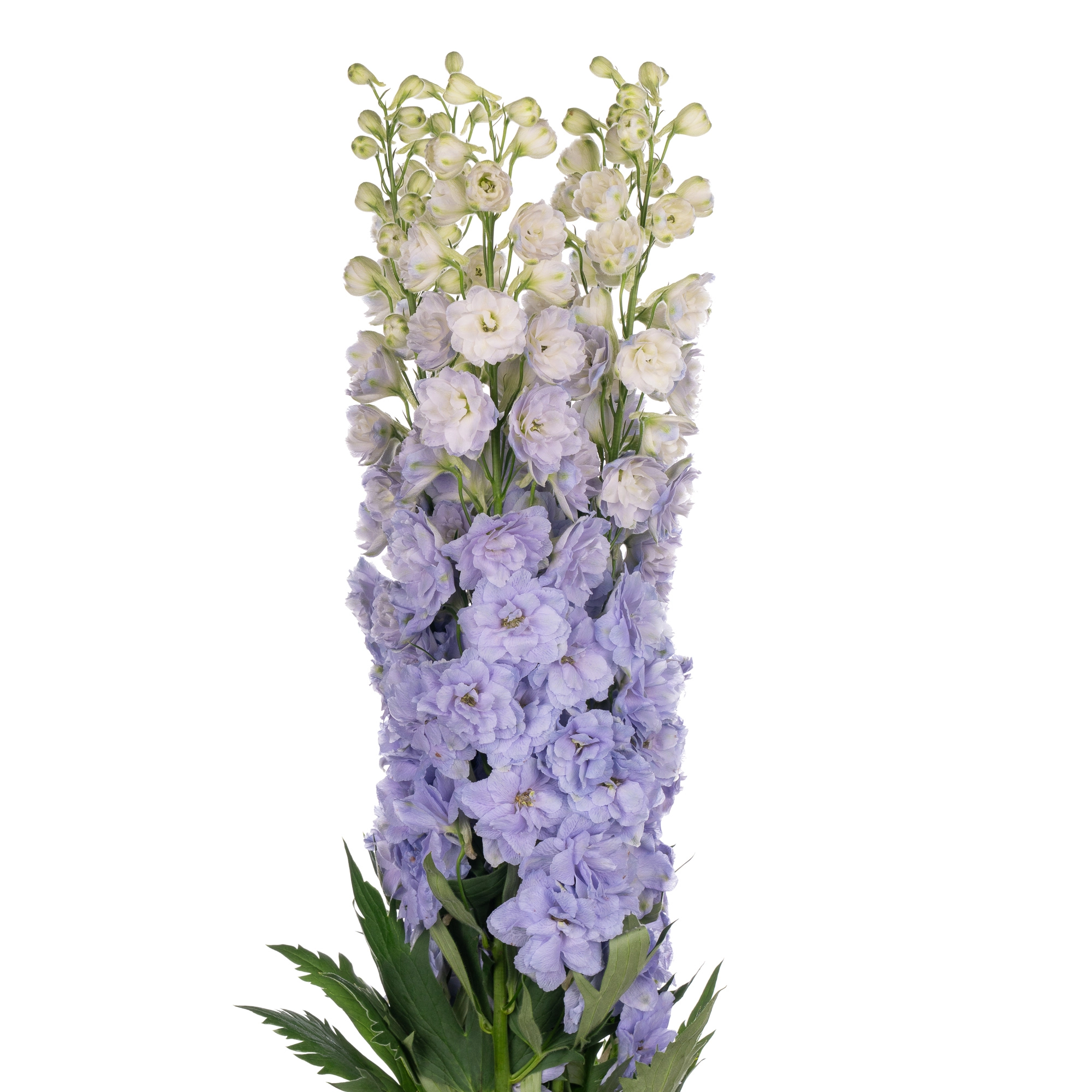 Дельфиниум махровый лавендер лав