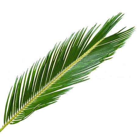 Листья Цикас