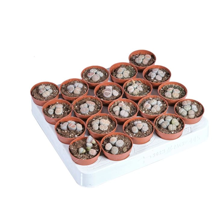 Литопс Микс