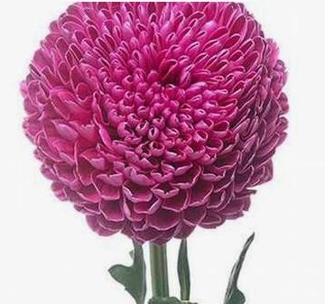 Хризантема однг пинг понг пурпурная