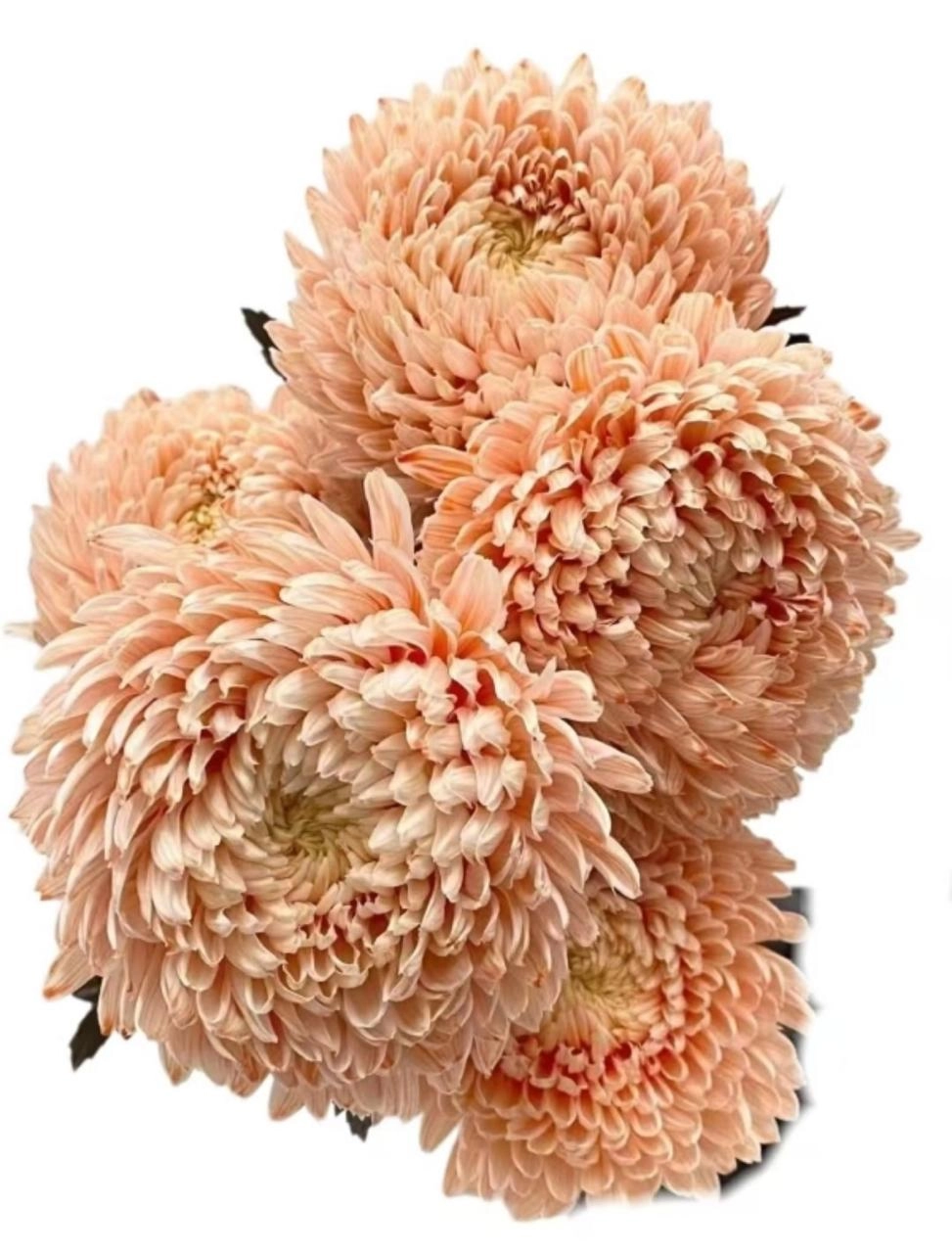 Хризантема краш. однг мамс пиони оранжевая