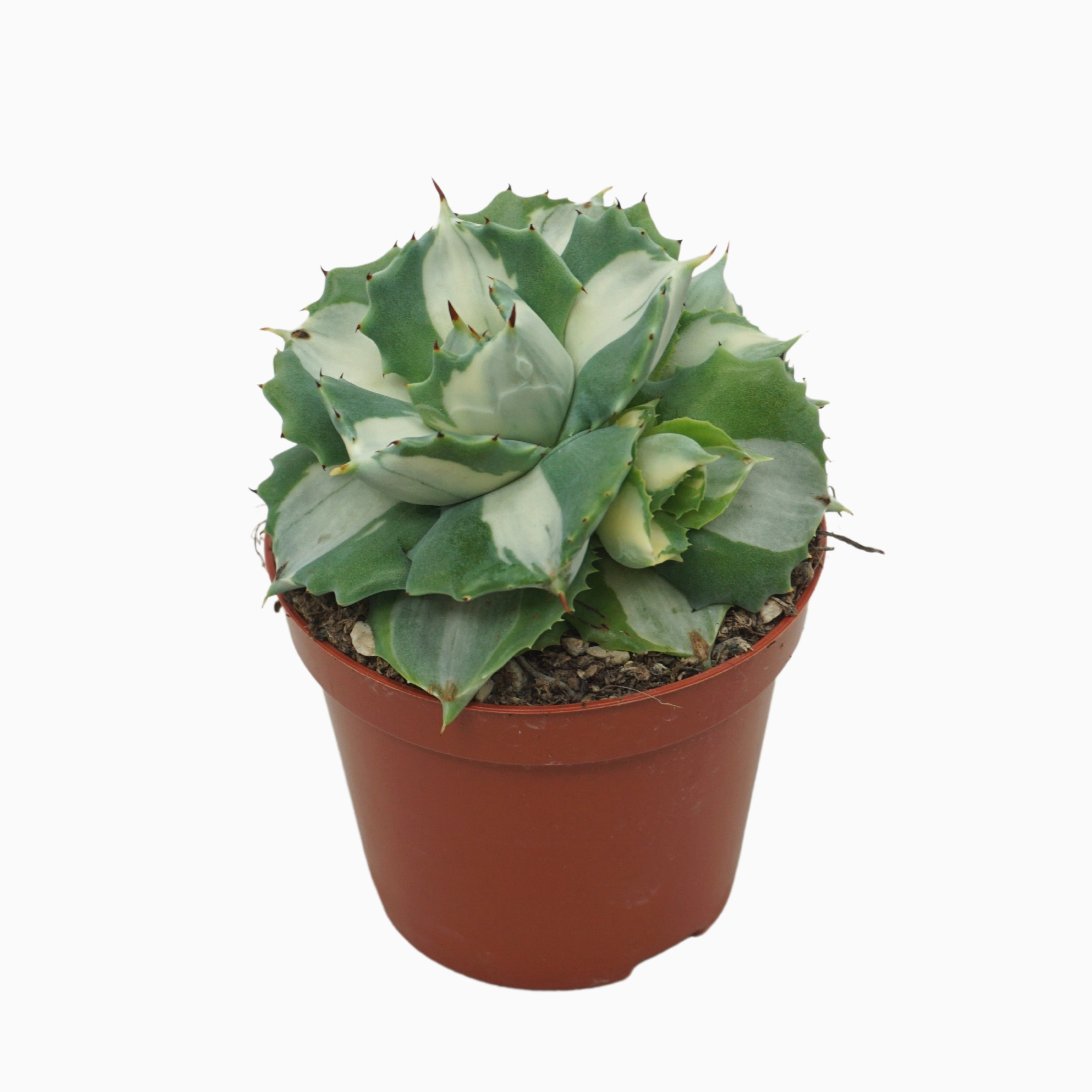 Агава Потаторум