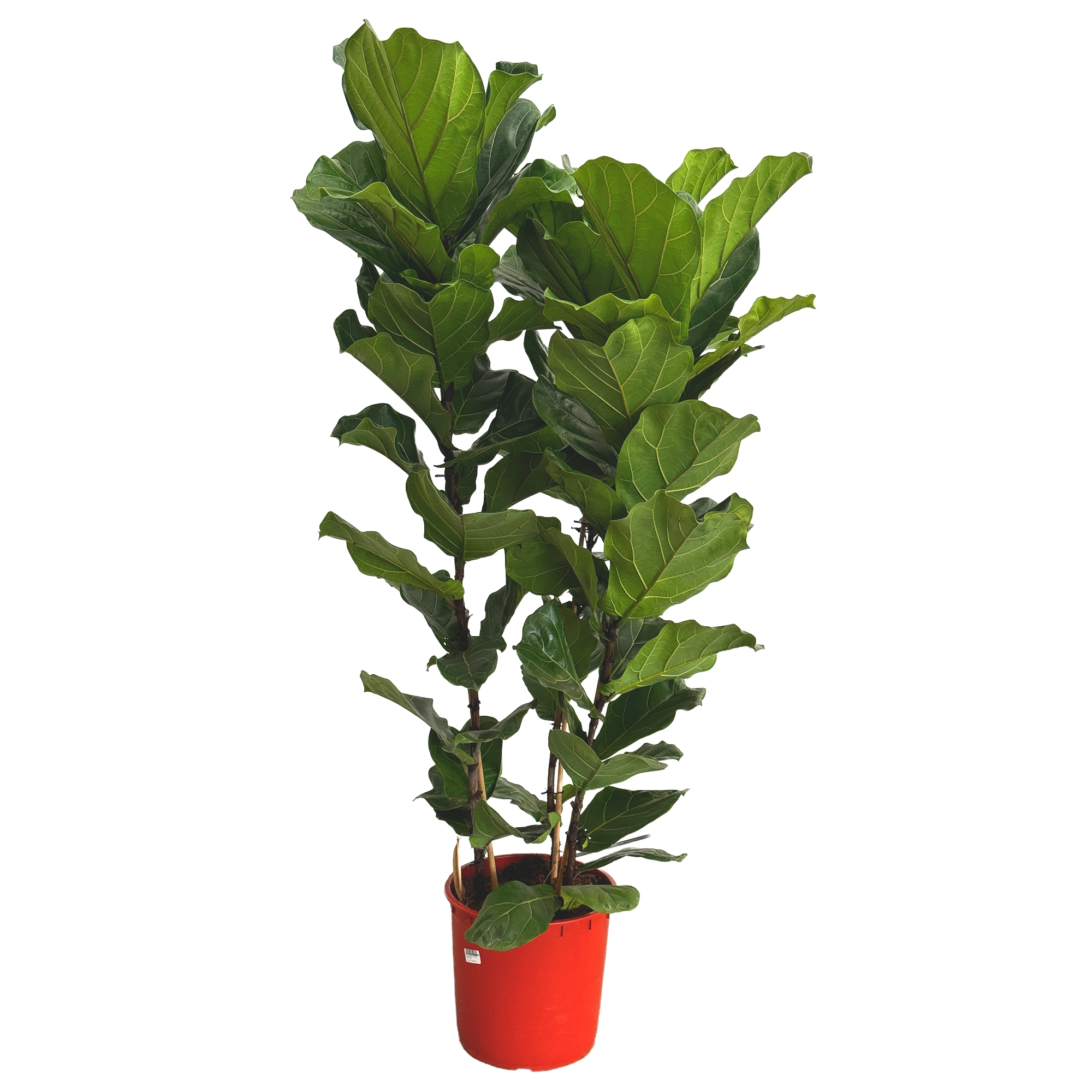 Фикус лирата 3 ст