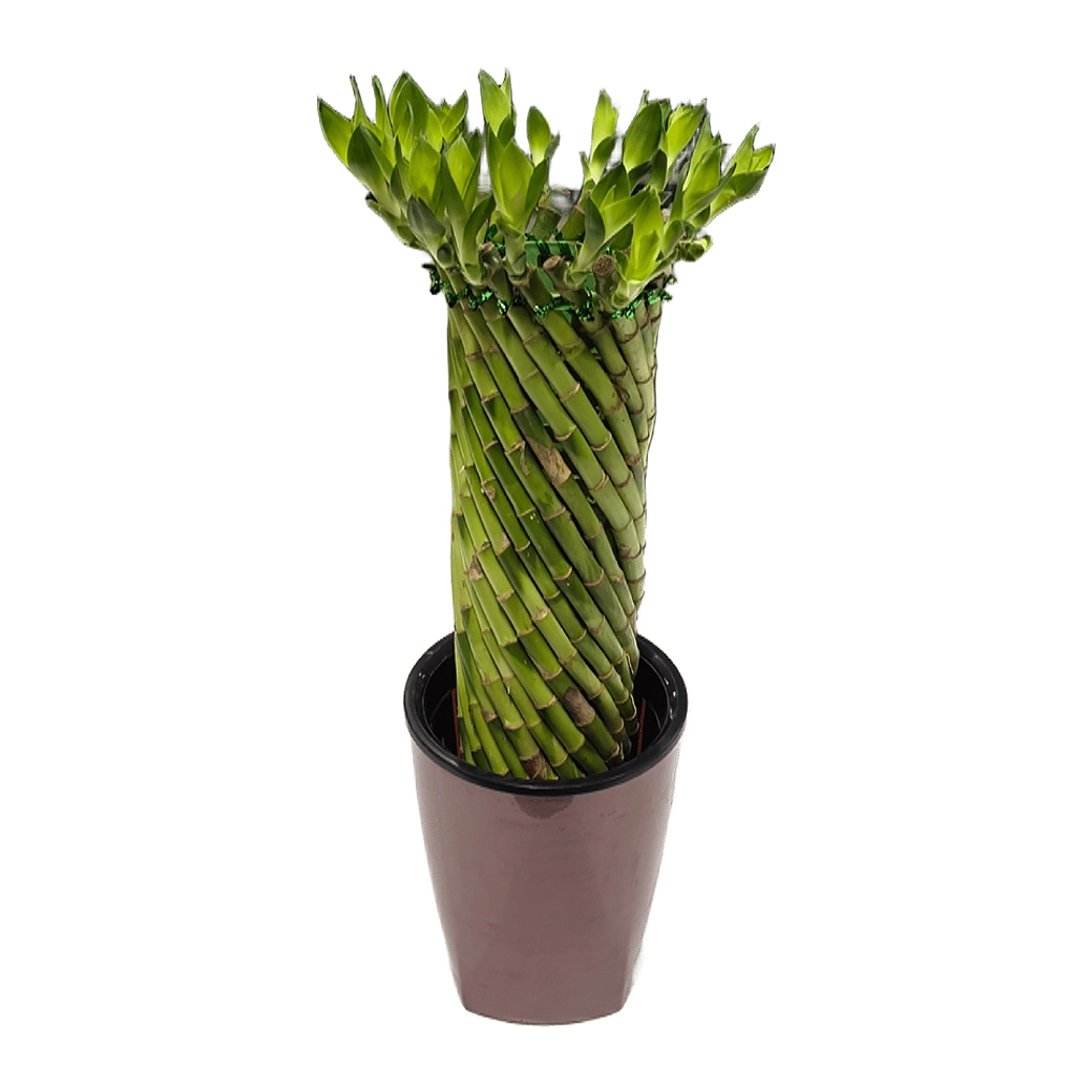 Бамбук лаки переплетенный