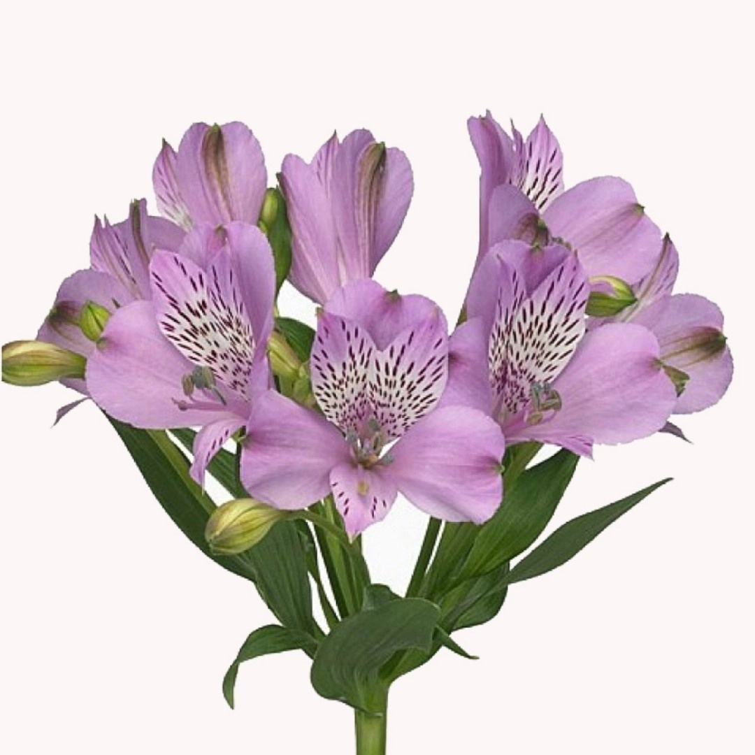 Альстромерия перфекшн лавандовая