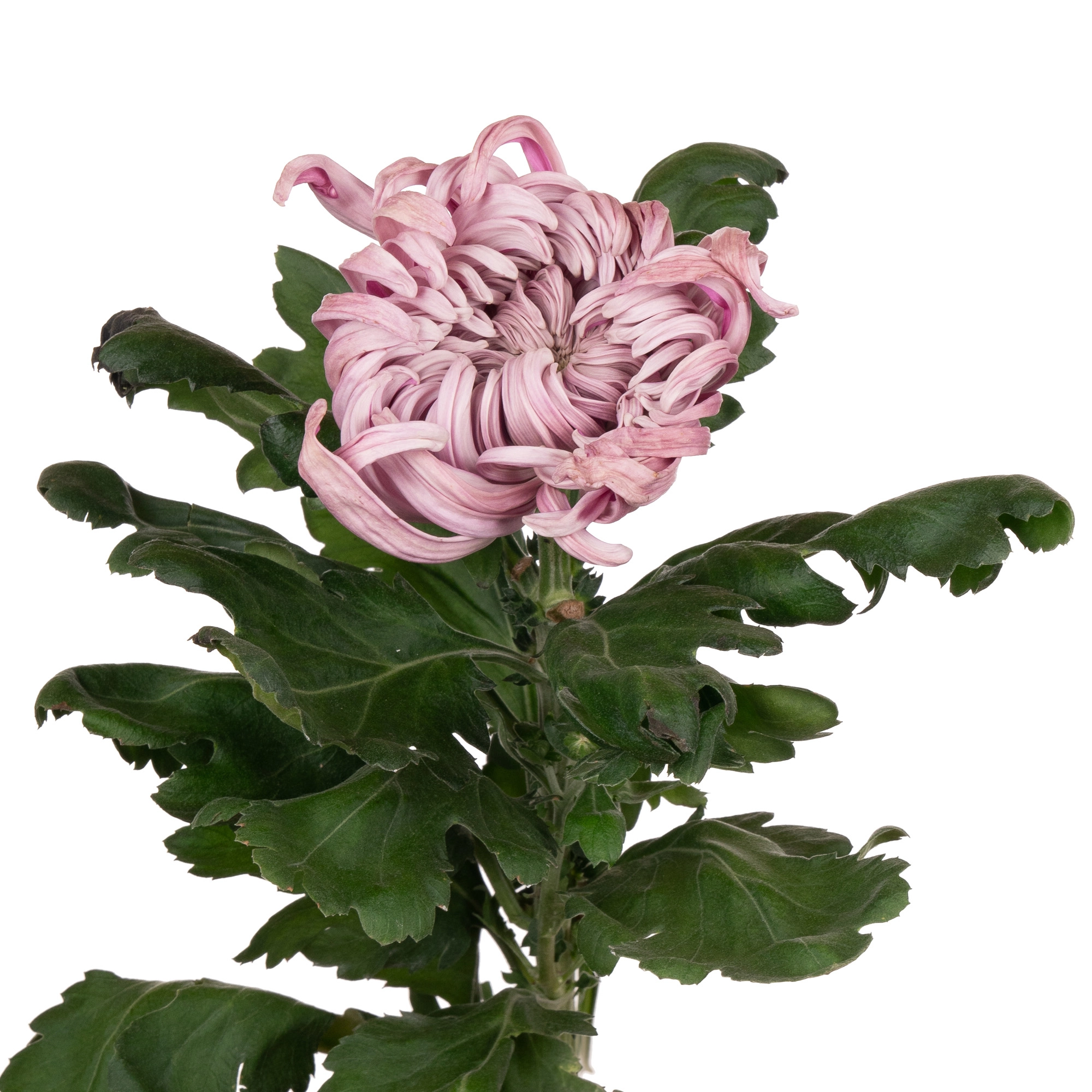 Хризантема гп виенна пинк