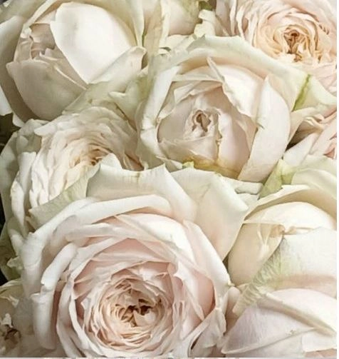 Роза тр пинк джульета