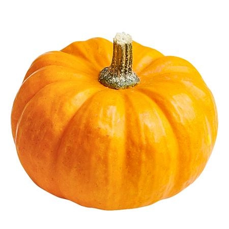 Кукурбита джек би литтл