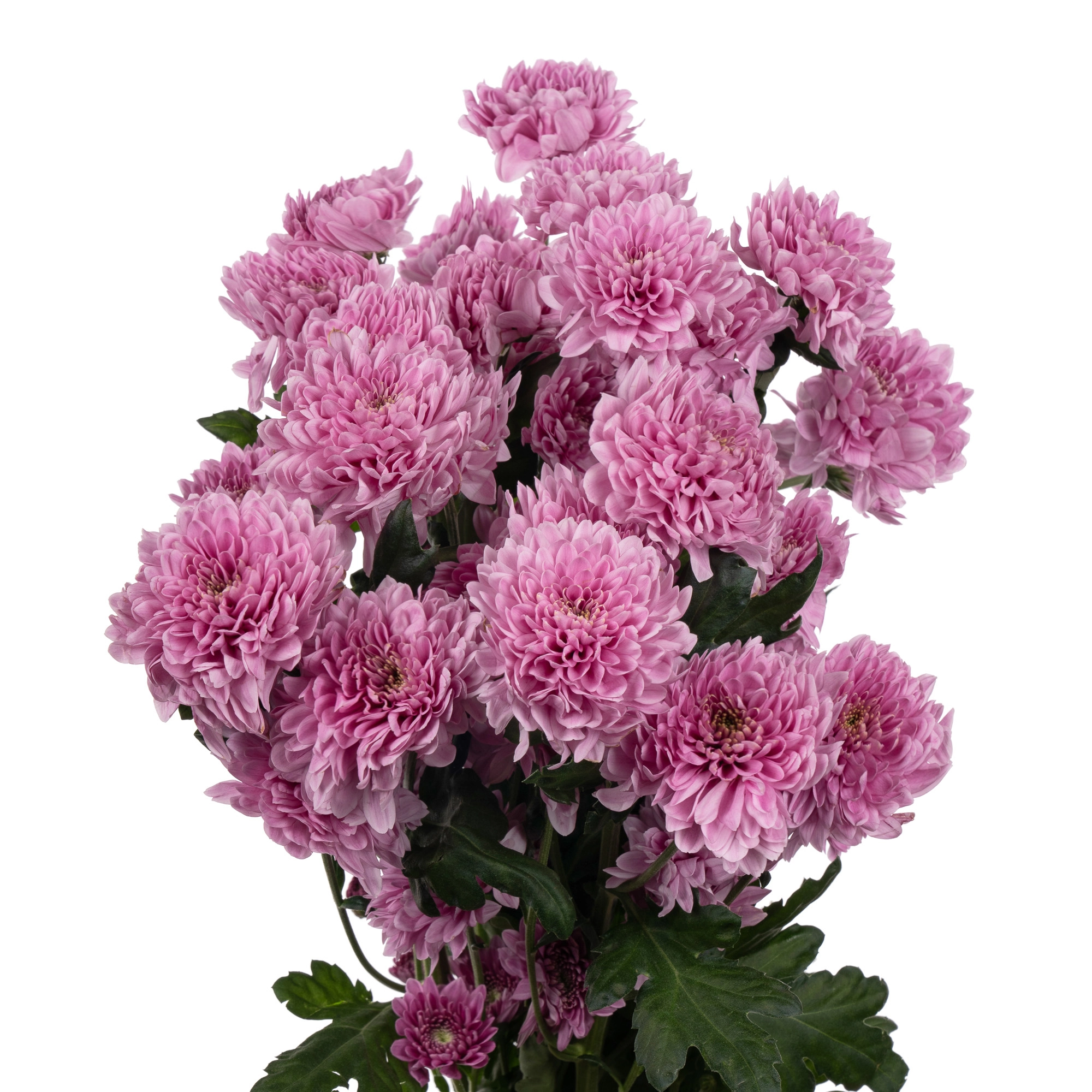 Хризантема куст фабьенне