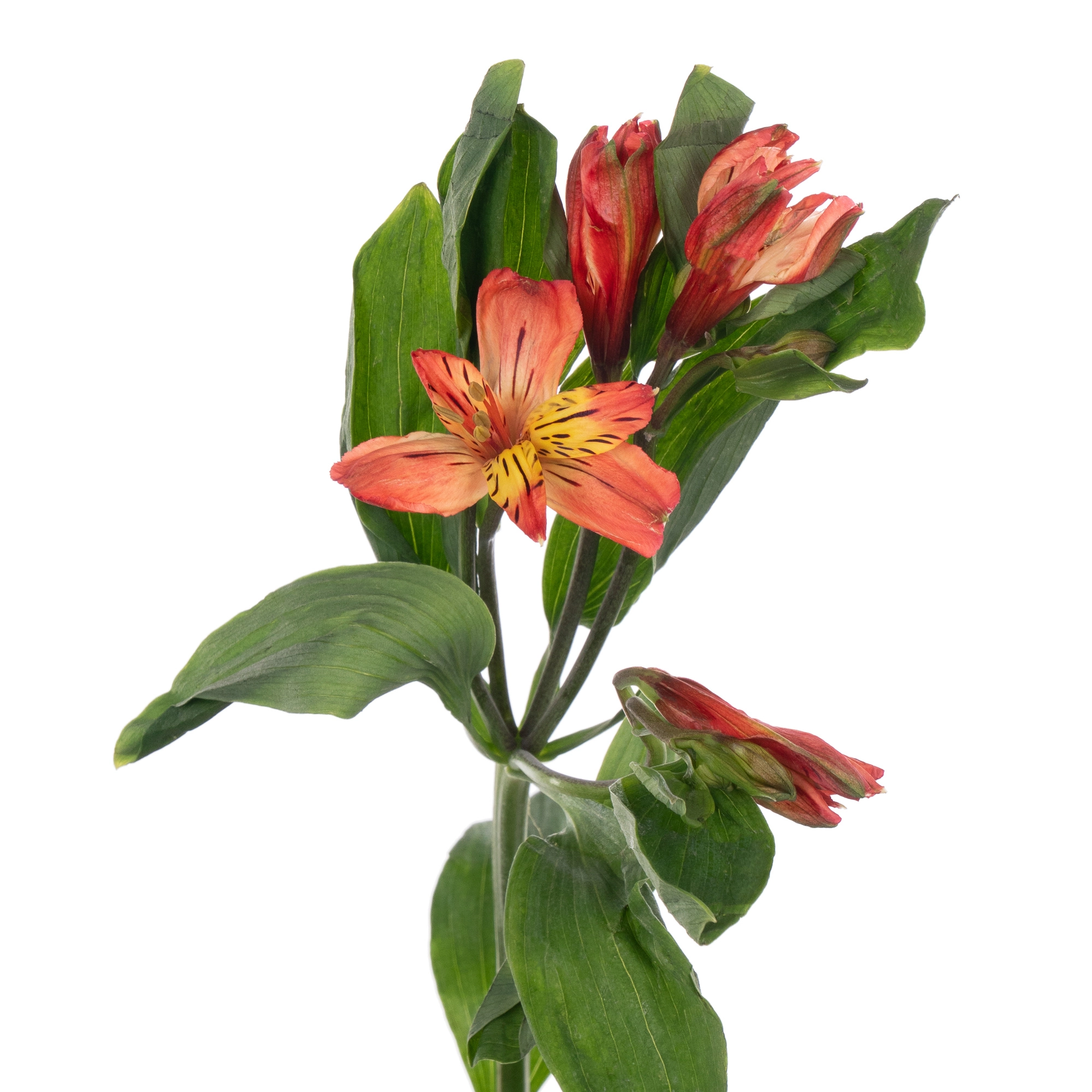 Альстромерия амбар