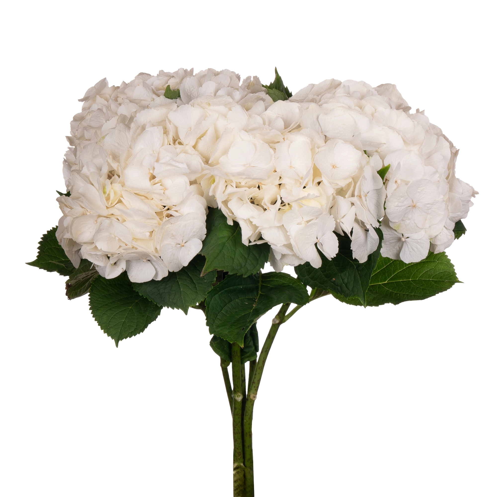 Гидрангия вайт верена