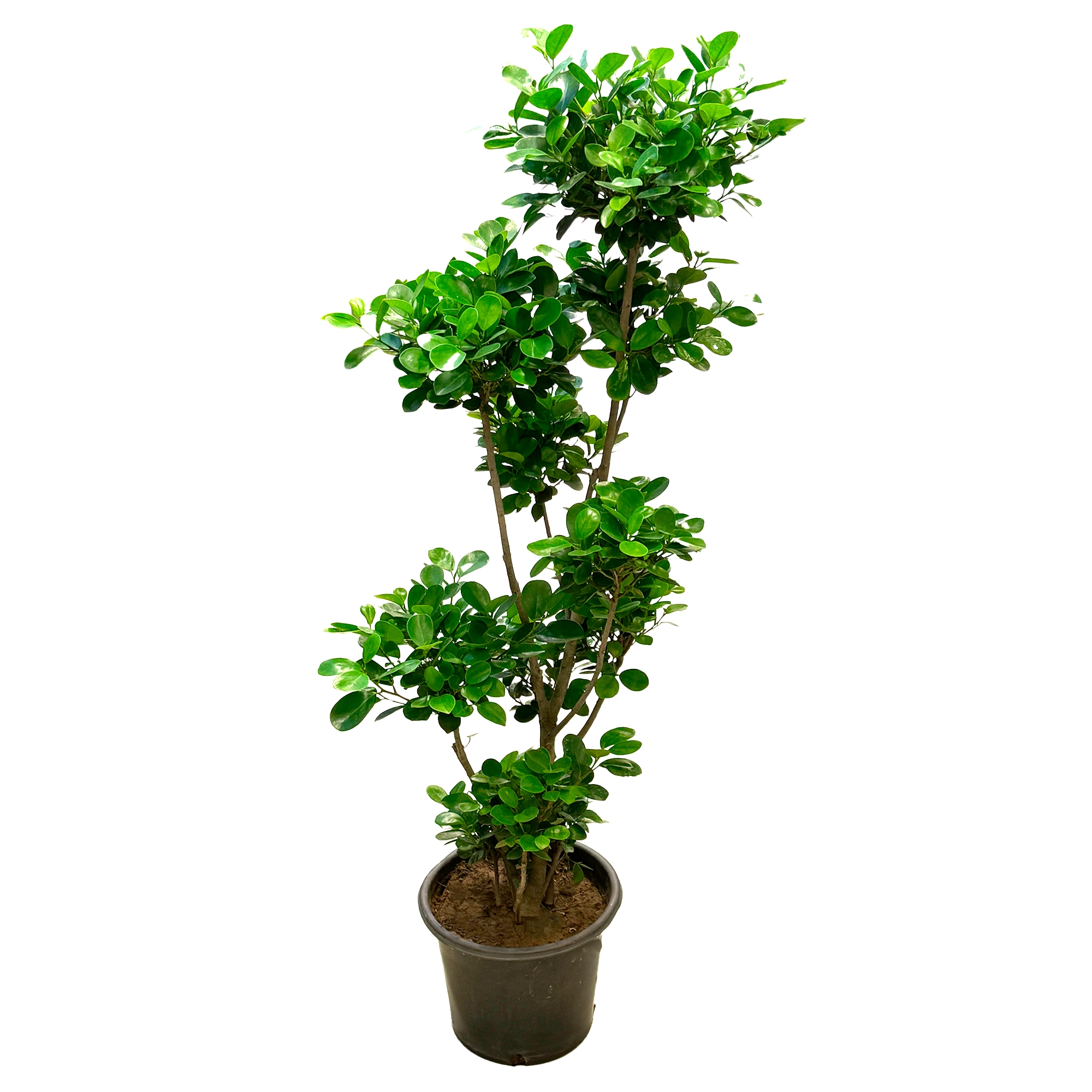 Фикус микрокарпа разветвленный