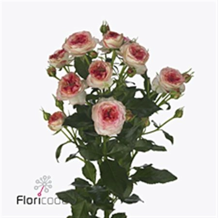 Роза куст старс